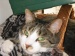 Und noch ein Kater....