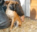 Hunde und Katzen aus der Slowakei suchen neues zuhause