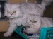 Katzen suchen neues zu Hause!!