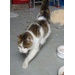 Arme, blinde Katze sucht dringend neuen, guten Platz!