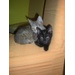 1. Die 2 Traumbabykatzen Floh und Diva suchen Kuschelplatz! 2. Sleepy und Sunny 3. Silky und Speedy