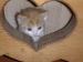 2 Babykatzen suchen gemeinsam einen guten Platz....